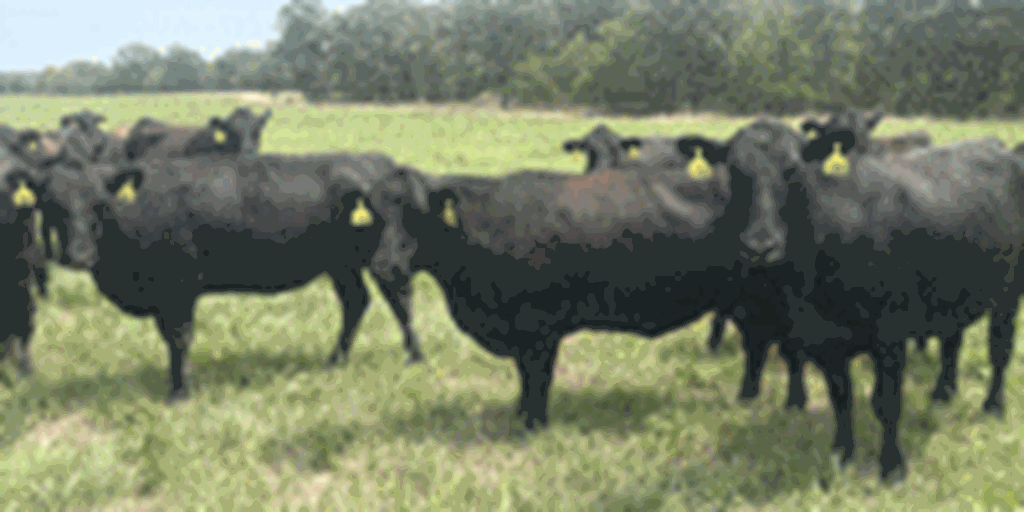 41 Angus & BWF Cows... Southwest MO (1)