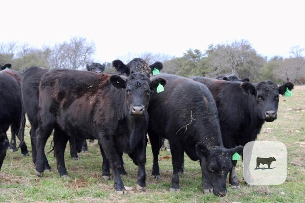 Cattle Range Listing Photo