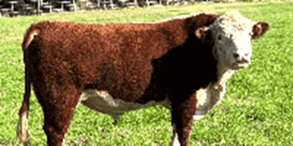 1 Reg. Hereford Bull... Northeast TX