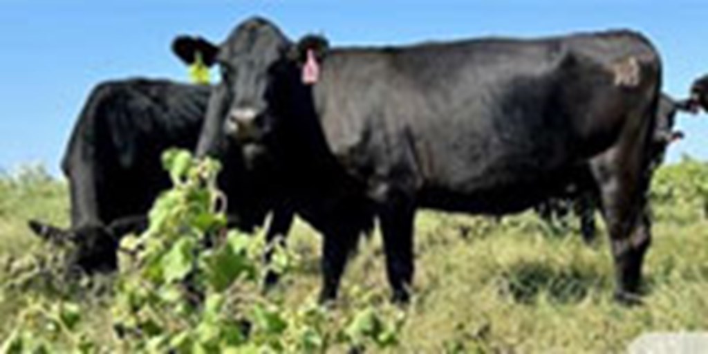 50 Angus & BMF Cows w/ 3+ Calves... Central TX