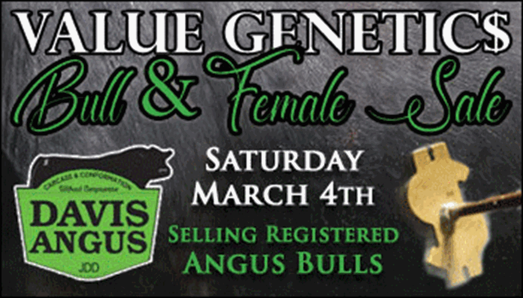 SS-Davis Angus Value Genetics Bull & Female Sale-03-04-2023