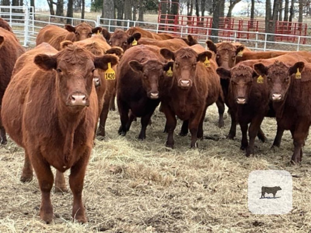 Cattle Range Listing Photo