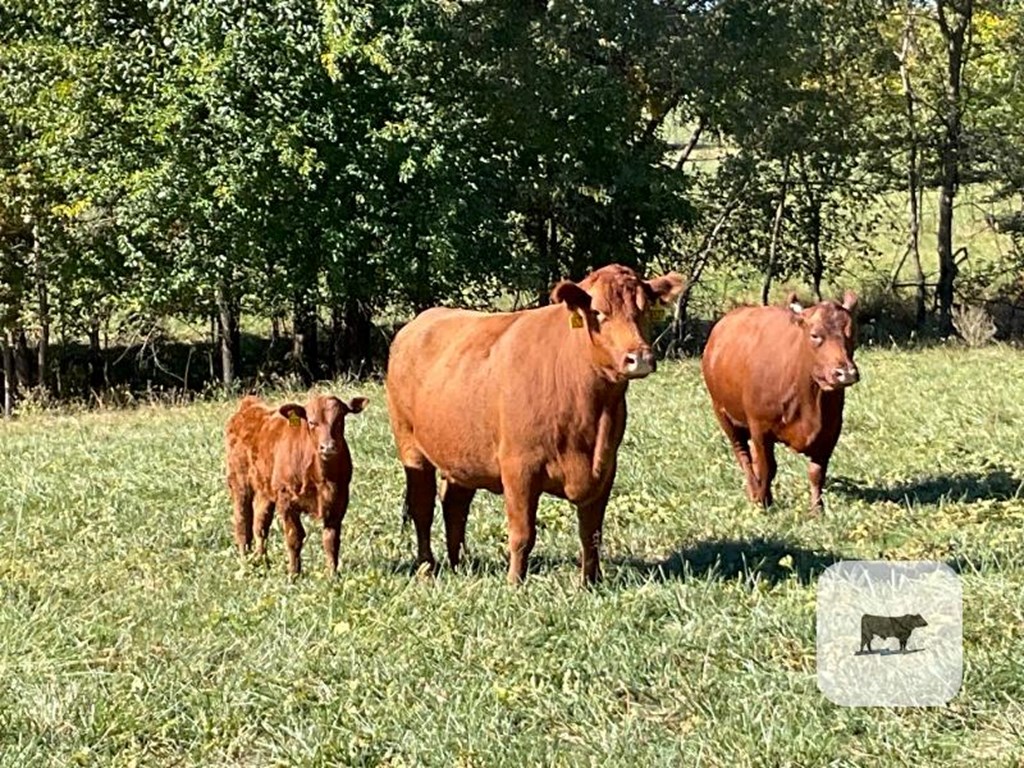 Cattle Range Listing Photo