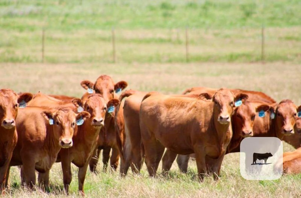 Cattle Range Listing Photo