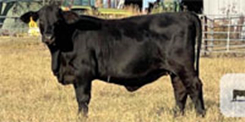 12 Reg. Brangus Rep. Heifers... Central TX