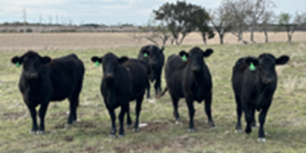15 Angus Plus Bred Heifers... Central TX