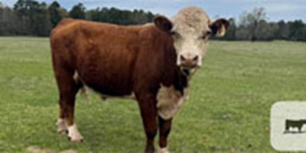 1 Hereford Bull... Northeast TX