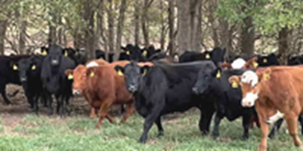 41 Angus, BWF, Red Angus, RWF, & Charolais Cross Cows... Southwest MO