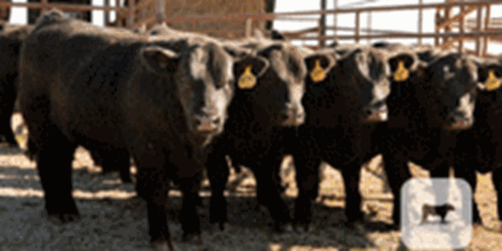 20 SimAngus Bulls... Southwest MO