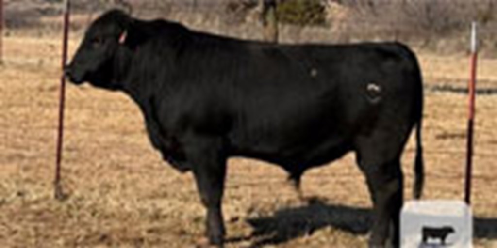 1 Reg. Brangus Bull... Central OK (1)