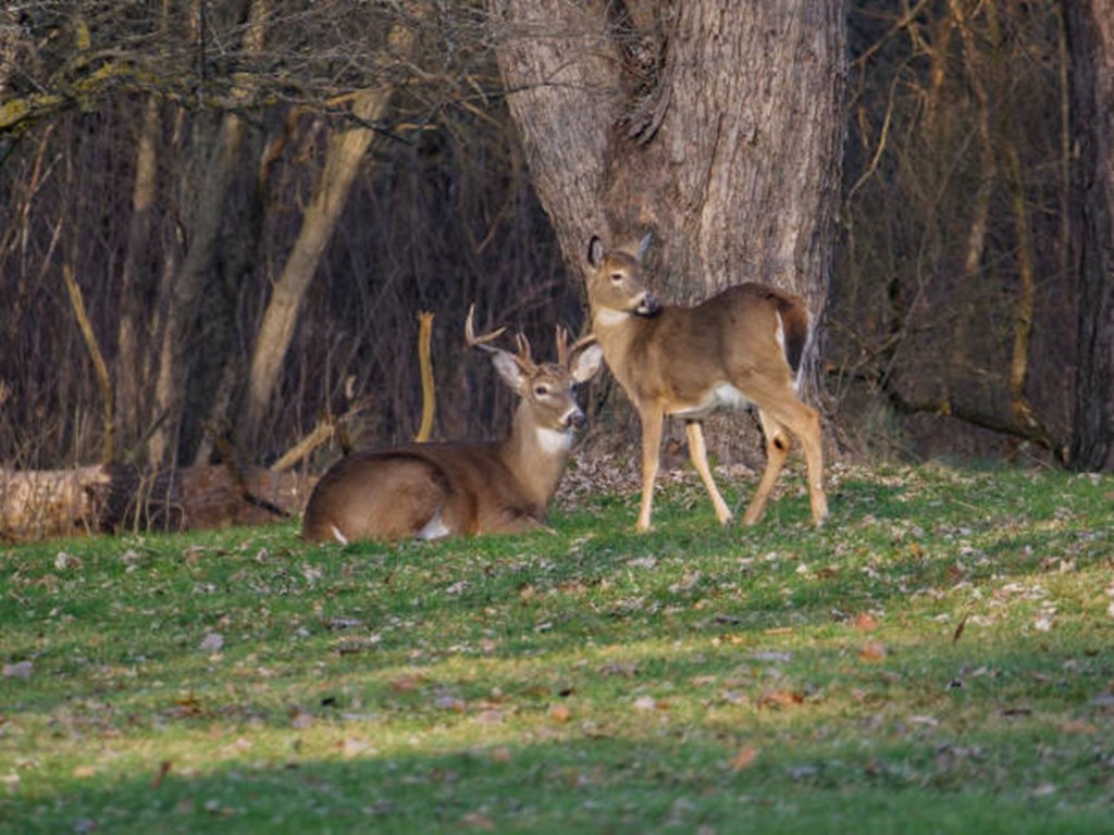 TX Parks & Wildlife Dept. Kills 249 Captive Deer to Control Chronic Wasting Disease