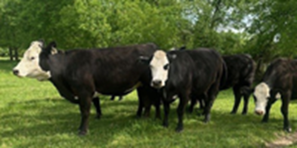 10 Angus Baldy Bred Heifers... Northeast TX
