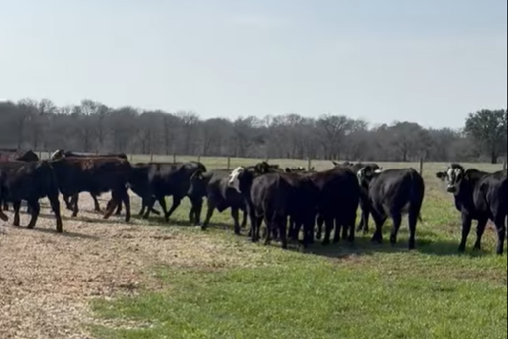 Cattle Range Listing Photo