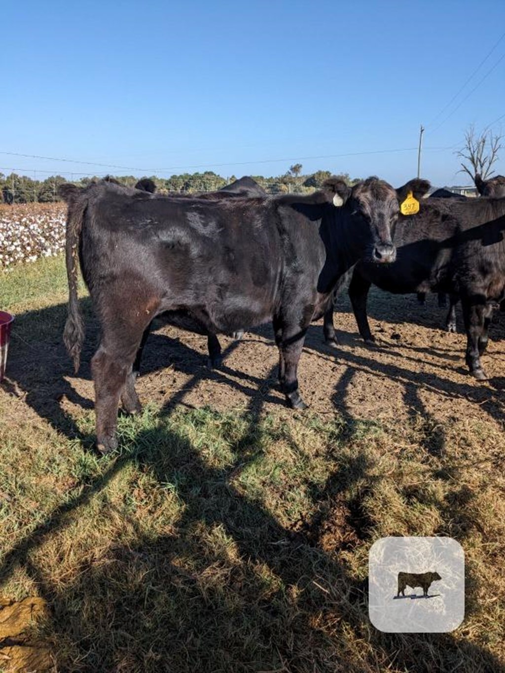 Cattle Range Listing Photo