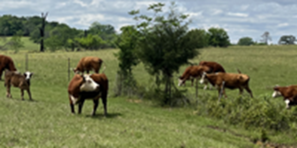 183	Horned Hereford Cows w/ 156+ Calves... East TX