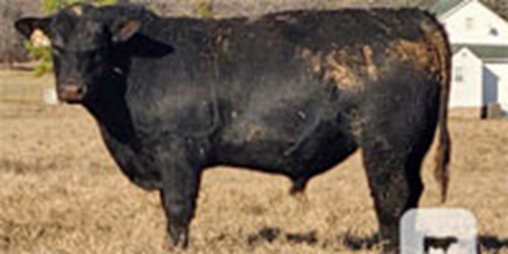 25 Reg. Angus Bulls... Southeast OK