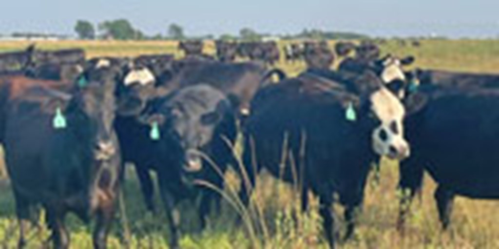 45 Angus & BWF Cows... Northeast OK
