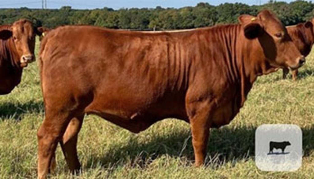 4 Reg. Beefmaster Bred Heifers... S. Central OK