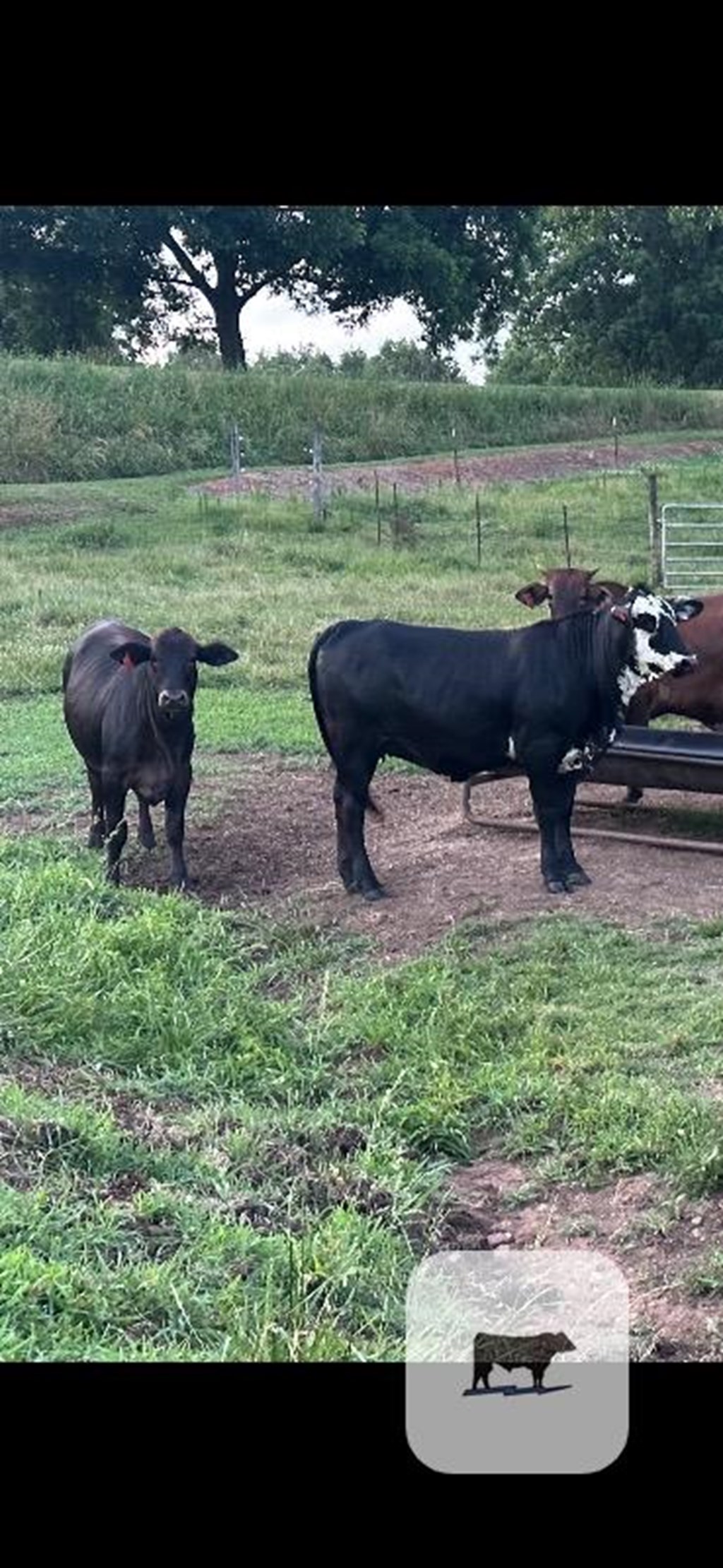 Cattle Range Listing Photo