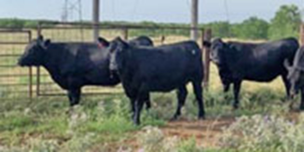 10 Angus Bred Heifers... North TX