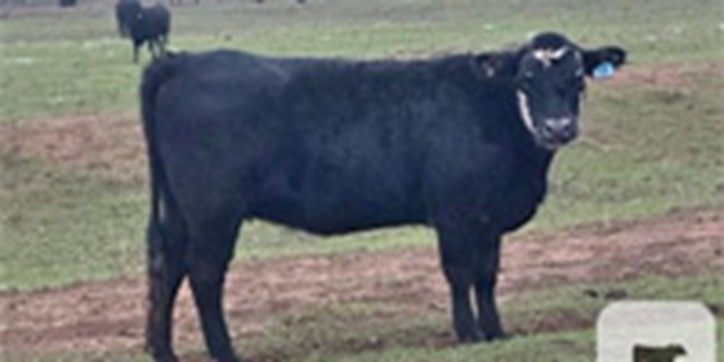 43 Angus & Black Baldy Bred Heifers... W. Central OK ~ BVD-PI Neg.