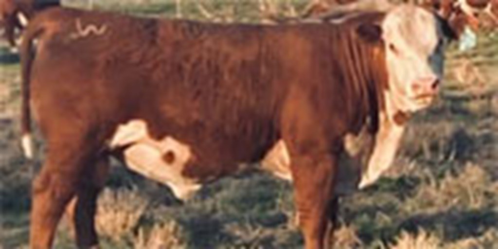 12 Reg. Polled Hereford Bulls... Northeast TX