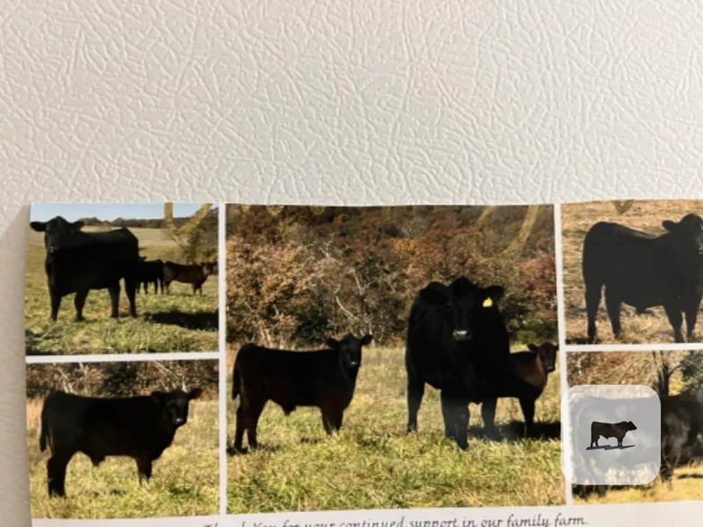 Cattle Range Listing Photo