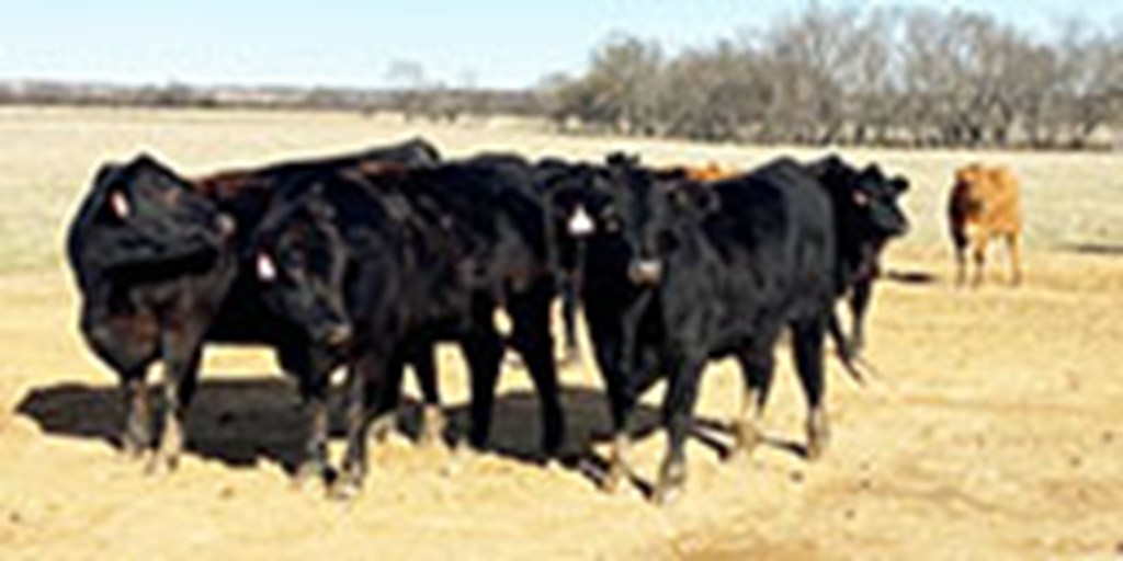 31 Angus & Red Angus Bred Heifers... Northeast OK