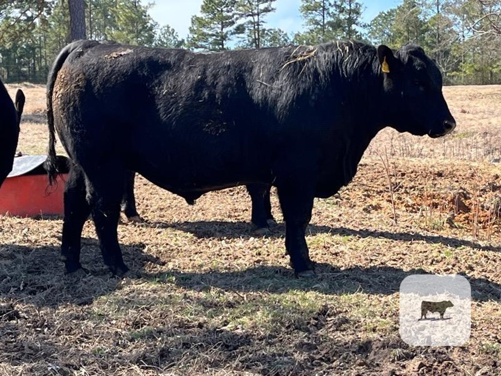 Cattle Range Listing Photo