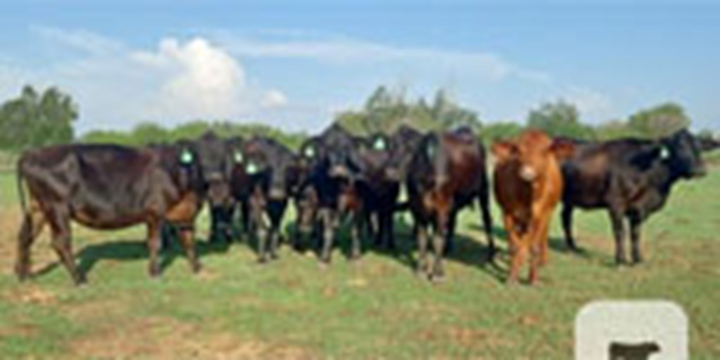23 Angus & Brangus Cows... South TX