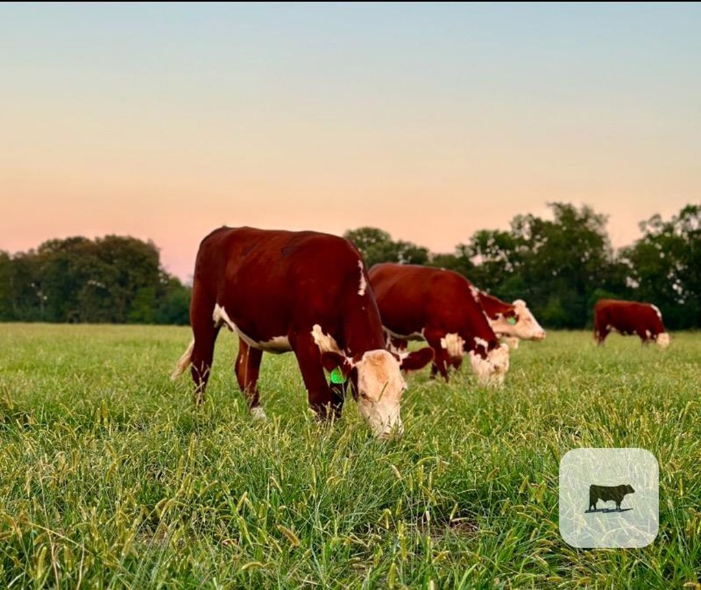 Cattle Range Listing Photo