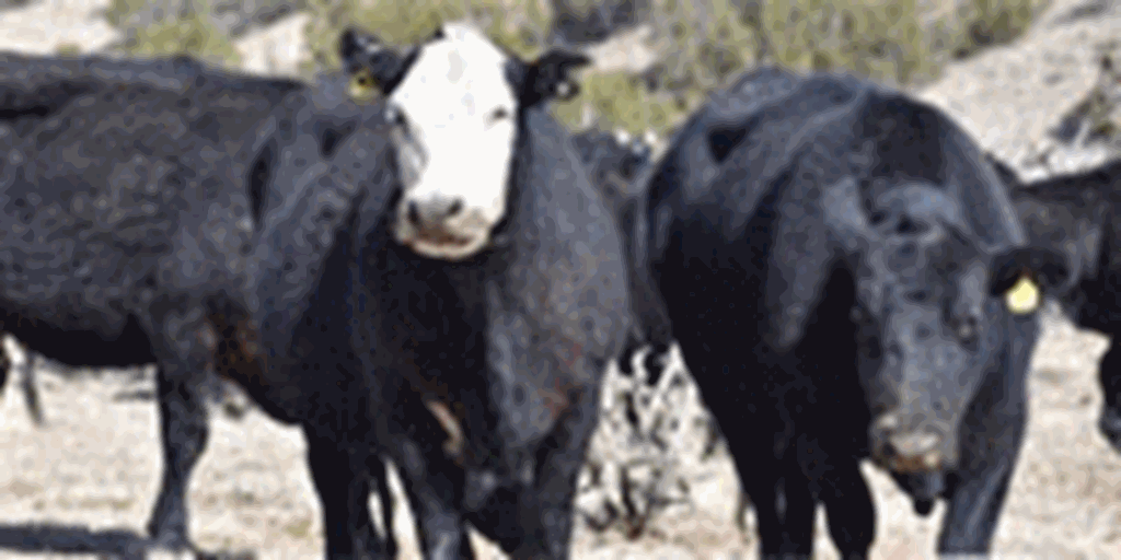80 Angus & BWF Cows... Central NM