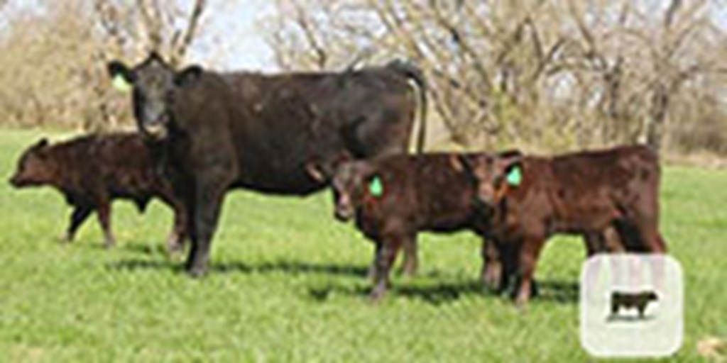 10 Angus 1st-Calf Pairs... Central TX