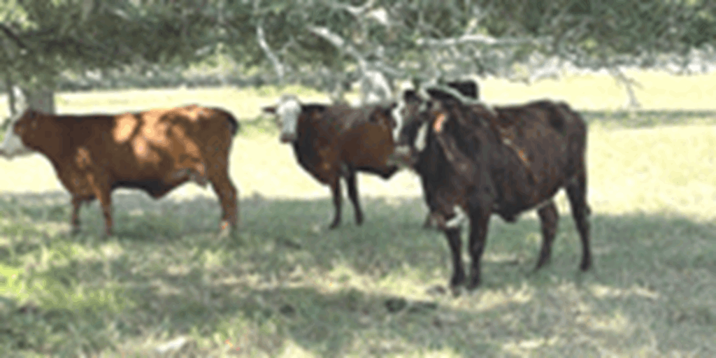 150 Braford, Brangus, & Crossbred Cows w/ 25+ Calves... Southeast TX