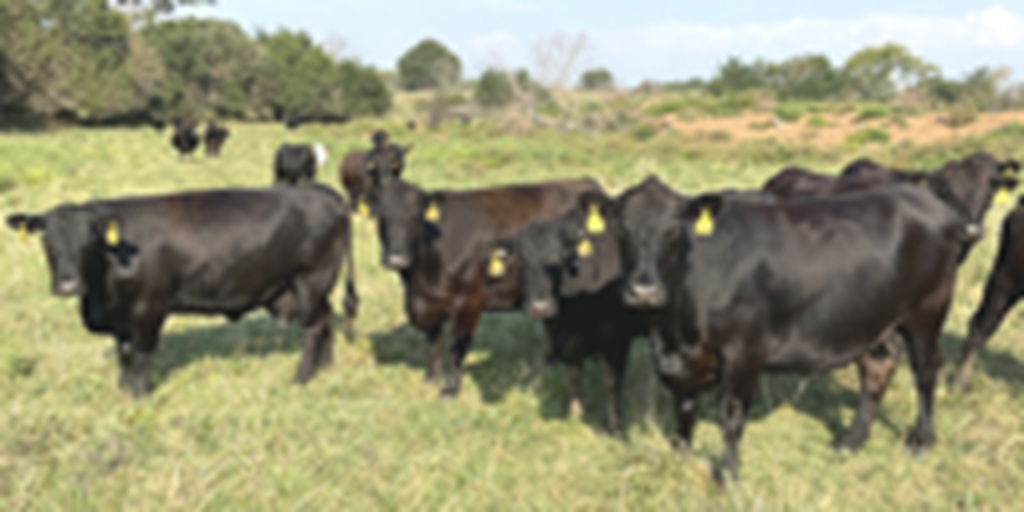 41 Angus & Black Baldy Cows... Southwest MO