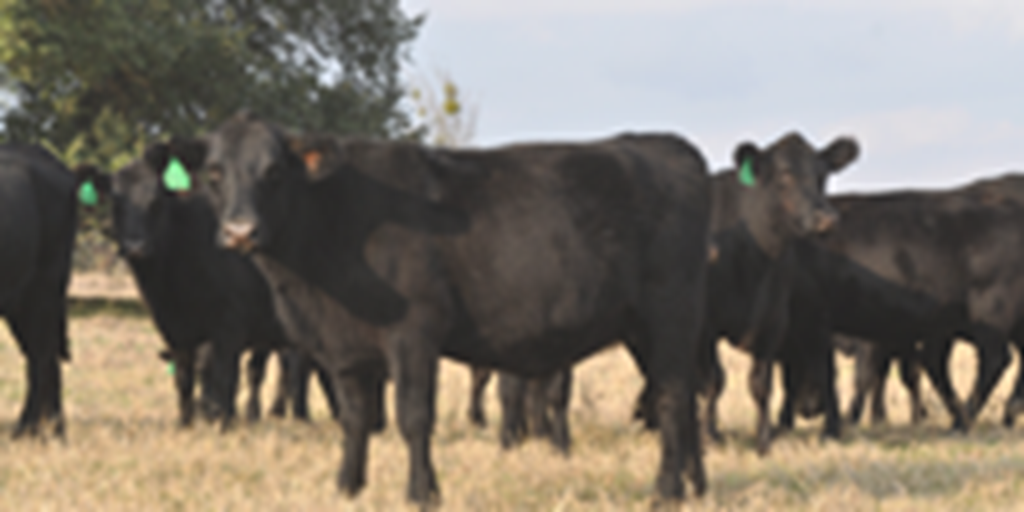 43 Angus & Angus Plus Bred Heifers... Central TX