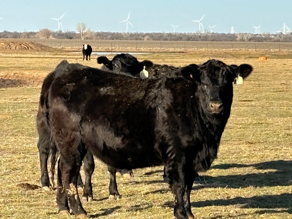 Cattle Range Listing Photo