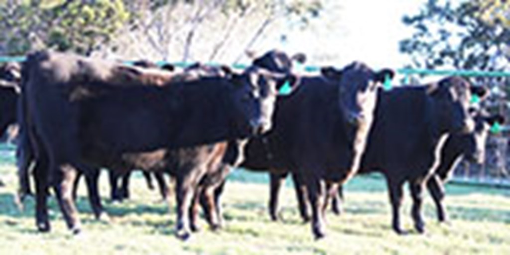 14 Angus Bred Heifers... Central TX