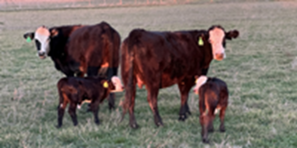 12 Angus/Hereford BMF 1st-Calf Pairs... Central TX