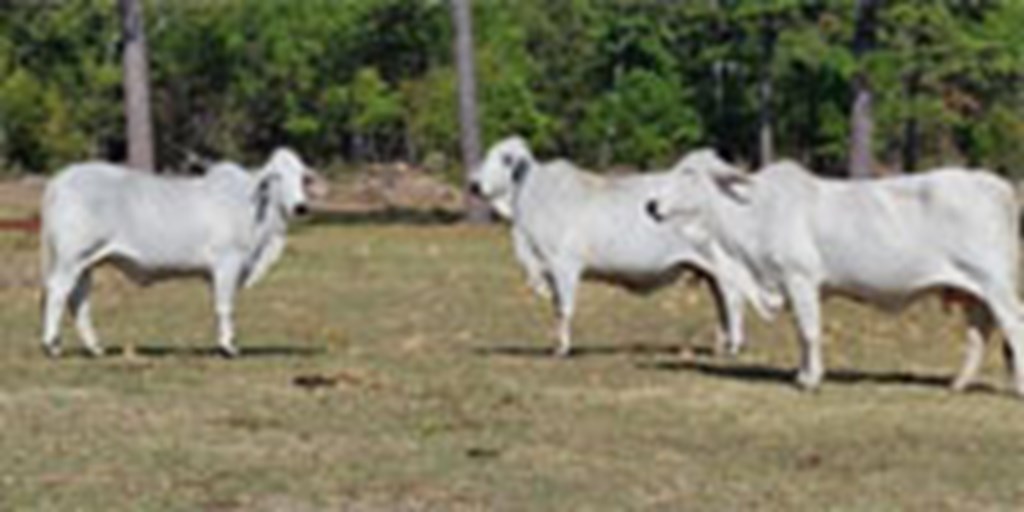 30 Reg. Brahman Cows w/ 2 Calves... Southeast OK