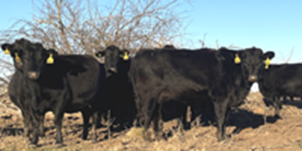 25 Angus & BWF Cows... Southwest MO
