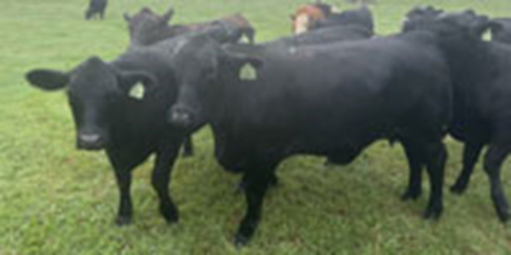 12 Angus Cross Bred Heifers... Northeast GA