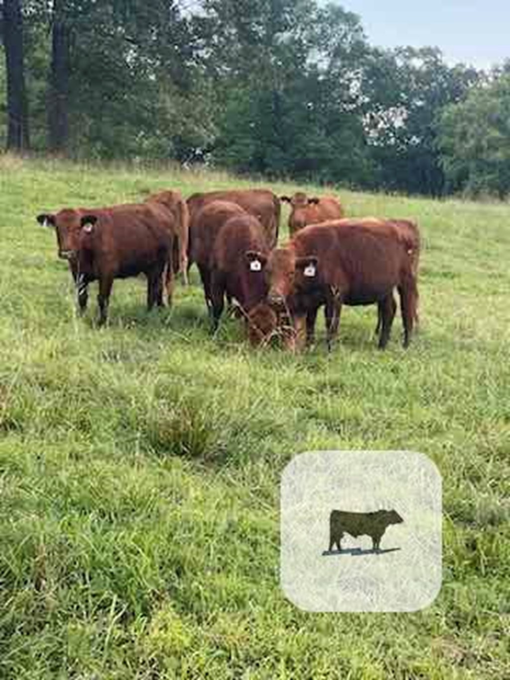 Cattle Range Listing Photo