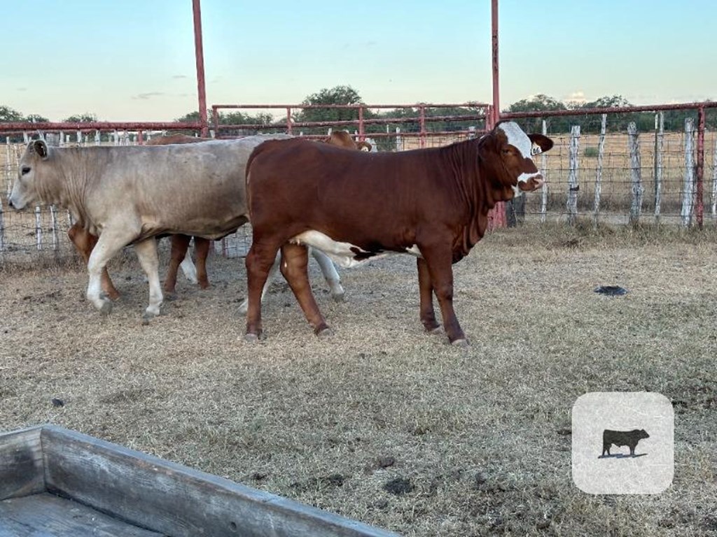 Cattle Range Listing Photo