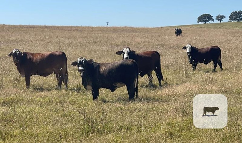 Cattle Range Listing Photo