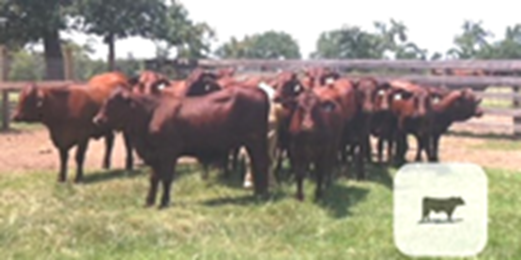 40 Reg. Santa Gertrudis Rep. Heifers... Southeast TX