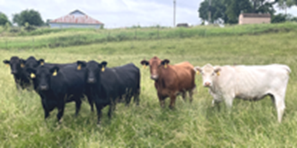 40 Angus, BWF, Red Angus, RWF, & Charolais Cross Cows... Southwest MO