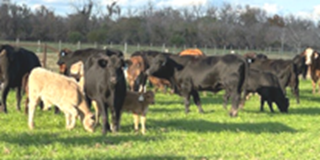50 Brangus, Braford & Beefmaster Pairs... Southeast TX