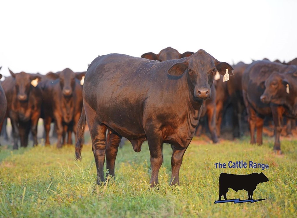 Mid-Year Cattle Market Assessment