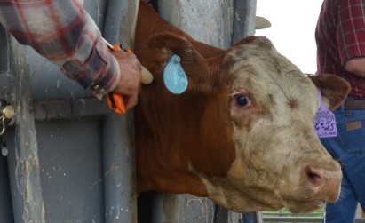 Warning Against Modified MRNA Vaccines For Cattle Cattle Range